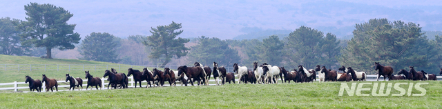 [뉴시스 앵글]한국형 승용마 '한라마'…올해 첫 방목