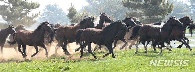 [뉴시스 앵글]한국형 승용마 '한라마'…올해 첫 방목