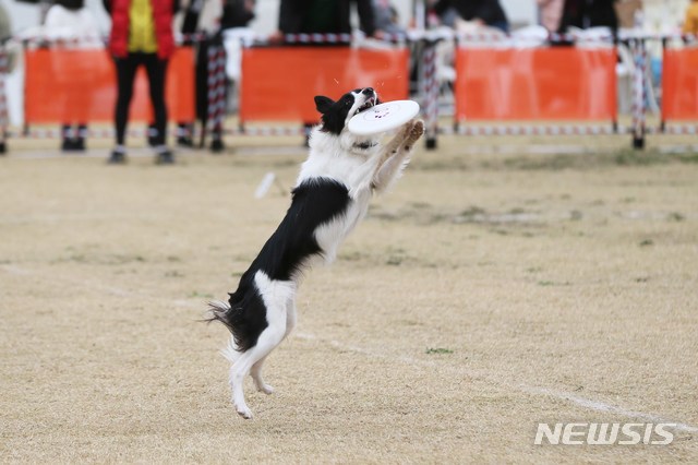 주인이 던진 원반을 물고 제자리로 돌아오는 ‘디스크독’ 게임에서 묘기를 부리고 있는 반려견.