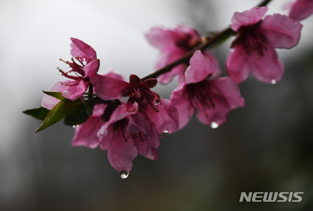 【남해=뉴시스】차용현 기자 = 7일 오후 경남 남해군 설천면 인근에서 반가운 봄비가 내리고 있는 가운데 활짝 꽃망울을 터뜨린 복사꽃에 빗방울이 맺혀 있다. 2019.04.07.con@newsis.com