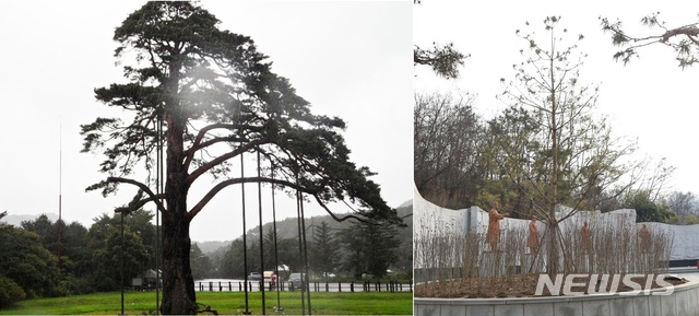 [보은=뉴시스] 천연기념물 103호 보은 속리 정이품송(왼쪽)과 청주 삼일공원에 심은 후계목. (사진=보은군 제공) 2024.08.20. photo@newsis.com 