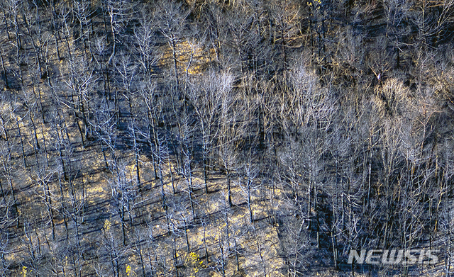 【고성(강원)=뉴시스】김경목 기자 = 8일 지난 4~5일 대형산불이 발생한 강원 고성군 토성면 용촌 2리 일대가 검게 그을려 있는 모습이다. 2019.04.08. (사진=고성군청 제공)&nbsp; photo＠newsis.com 