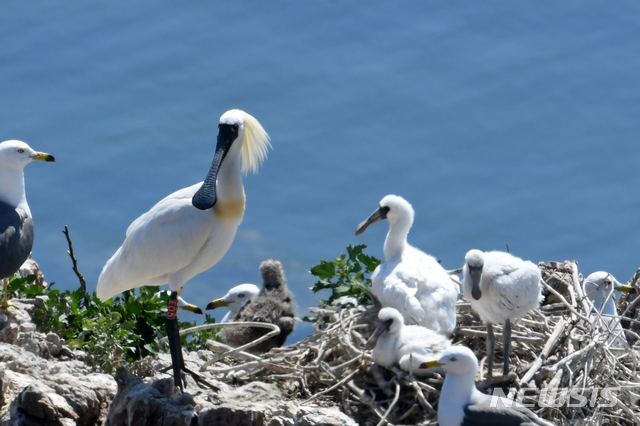 【하남=뉴시스】 문영일 기자 = 환경부와 한강유역환경청은 무인도에서만 번식하는 것으로 알려진 멸종위기 야생생물 1급 노랑부리백로와 저어새가 사람이 살고 있는 백령도에서 최초로 번식에 성공한 것을 확인했다고 10일 밝혔다. 2019.04.10. (사진=한강청 제공)photo@newsis.com