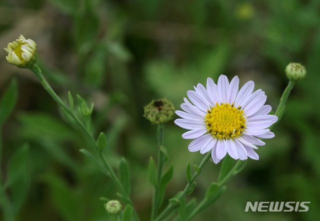 【하남=뉴시스】 문영일 기자 = 가는쑥부쟁이. 2019.04.10. (사진=한강청 제공)photo@newsis.com
