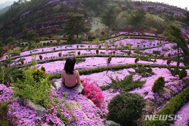 【진안=뉴시스】 한훈 기자 = 11일 전북 진안군은 진안읍 꽃잔디동산에서 오는 13일부터 5월 12일까지 ‘진안고원 꽃잔디 축제’를 연다.2019.04.11.(사진=진안군 제공) photo@newsis.com&nbsp;&nbsp;&nbsp; 