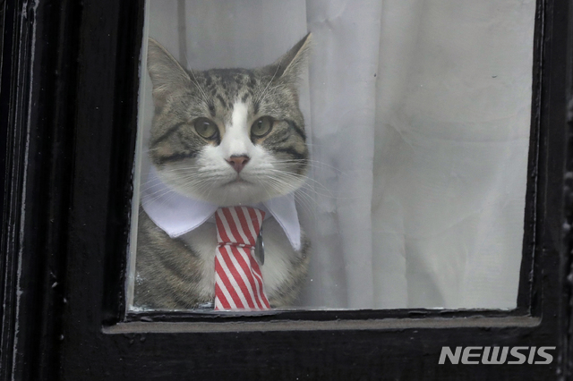 【런던=AP/뉴시스】 영국 런던의 에콰도르대사관에서 7년을 머물던 위키리크스의 설립자 줄리언 어산지가 11일(현지시간) 영국 경찰에 체포됐다. AP통신은 어산지의 지난 7년의 망명 생활이 영국 정부로써는 곤혹스러웠을 것라고 보도했다. 어산지의 망명생활 내내 대사관을 무대로 대중들에게 모습을 나타냈다. 그와 함께 하던 고양이마저도 SNS에서는 주목을 받았다. 2019.04.12. 