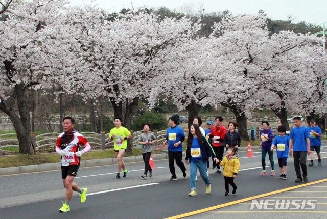 【군산=뉴시스】고석중 기자 = 14일 전북 군산월명종합경기장에서 개최된 '2019 군산새만금국제마라톤대회' 건강(5㎞) 코스에 참가한 가족 단위 참가자들이 만개한 벚꽃길을 달리고 있다. 2019.04.14.k9900@newsis.com