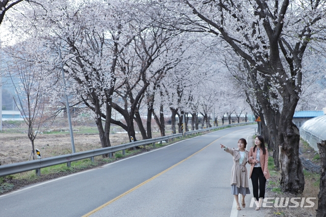 【영동=뉴시스】14일 오전 충북 영동군 양산면 호탄리 벚꽃 길로 드라이브 나온 여성들이 벚꽃을 즐기고 있다.(사진=영동군 제공)photo@newsis.com