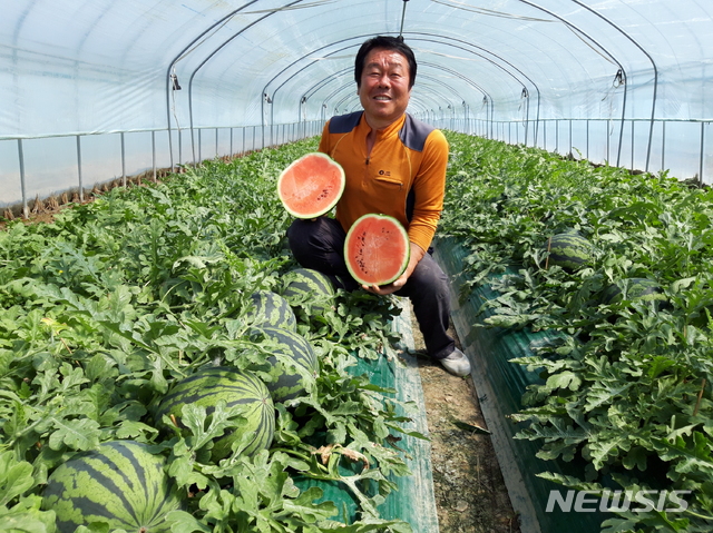 고령 우곡수박 올해 첫 수확 (사진=고령군 제공)