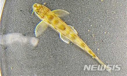 [세종=뉴시스]흰수마자. 2019.04.17. (사진= 국립생태원 제공)