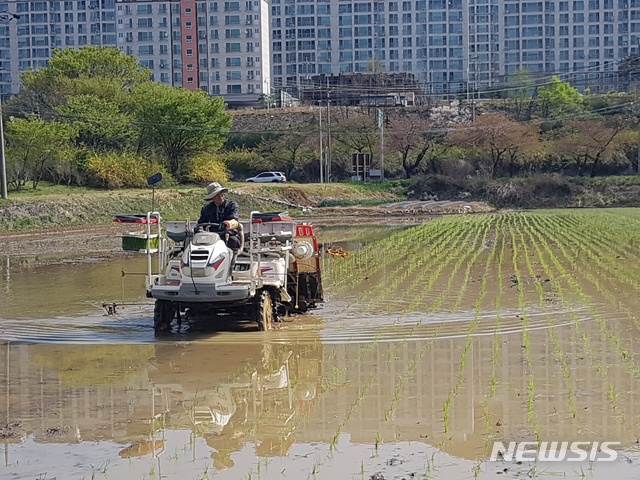 【경주=뉴시스】 이은희 기자= 16일 경주 남산들에서 지역 첫 모내기를 하고 있다. 2019.04.17. (사진= 경주시 제공)photo@newsis.com