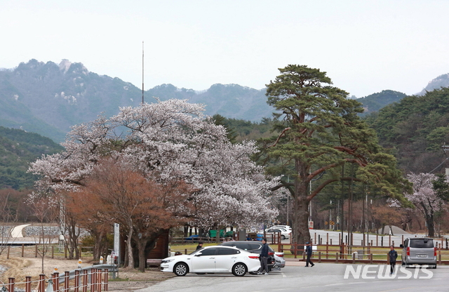 【보은=뉴시스】국립공원공단 속리산국립공원사무소는 정이품송~법주사 구간 벚꽃이 개화하기 시작해 다음 주 절정에 이를 것이라고 19일 밝혔다. 사진은 정이품송 주변 개화를 시작한 벚꽃이다.2019.04.19.(사진=속리산국립공원사무소 제공)photo@newsis.com 