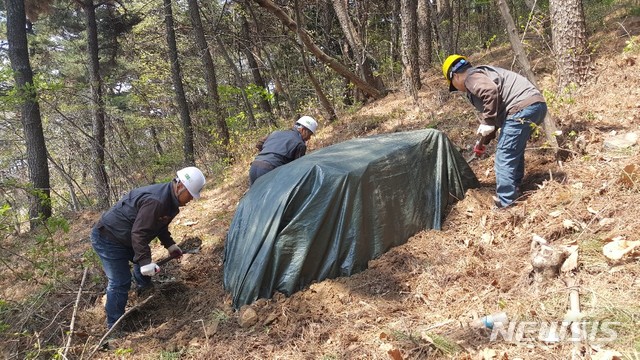 【김해=뉴시스】 김해시 소나무 재선충병 확산 고비 넘겨