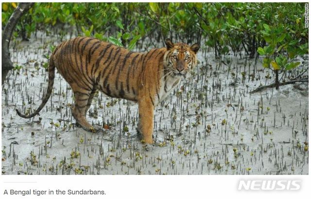 【서울=뉴시스】벵갈 호랑이가 인도의 마지막 자연 서식지에서 멸종 위기에 처했다고 미 CNN방송이 21일(현지시간) 보도했다. 사진은 CNN 보도화면을 캡쳐한 것이다. 2019.04.22