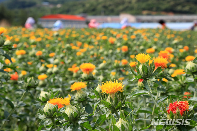 【산청=뉴시스】 정경규 기자 = 경남 산청약초재배단지내 홍화꽃.