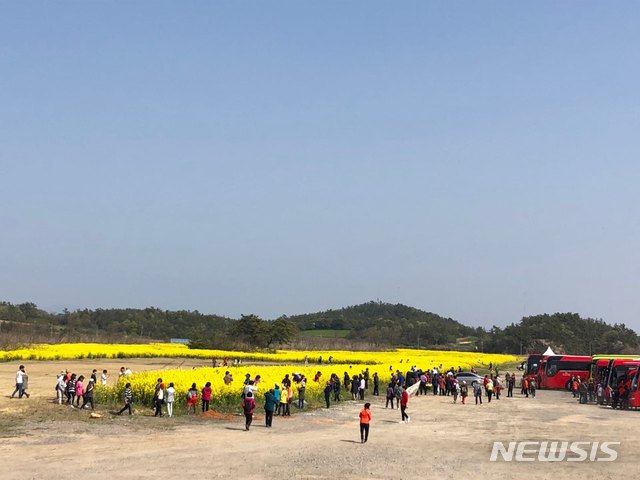 【영암=뉴시스】 배상현 기자= 솔라시도 구성지구 SPC인‘서남해안기업도시개발’이 서쪽 진입로 쪽에 심은 4만평의 유채꽃이 개화해 관광객들에게 큰 인기를 끌고 있다. 2019.04.24 (사진=서남해안기업도시개발 제공) praxis@newsis.com