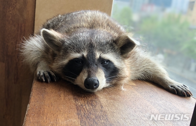 [서울=뉴시스] 야생동물 카페에 있는 라쿤의 모습. (사진=뉴시스 DB). photo@newsis.com