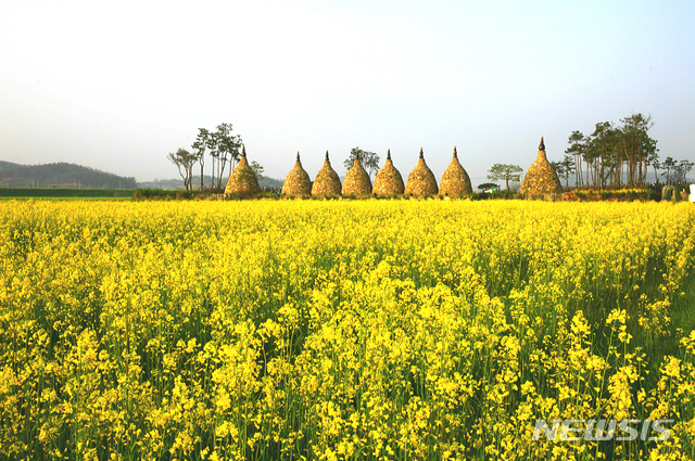 【영광=뉴시스】이창우 기자 = 25일 전남 영광군에 따르면 빼어난 자연경관과 관광명소를 알리기 위해 오는 27일부터 5월12일까지 '2019년 봄 여행주간'을 운영한다. 사진은 노란 유채꽃으로 물든 영광 군남면 지내들. 2019.04.25. (사진=영광군 제공)photo@newsis.com