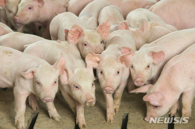 【서울=뉴시스】중국이 퀘벡주의 돼지고기 수출업체 2곳에 대해 중국으로의 수출 허가를 중단시켰다고 마리-클로드 비보 캐나다 농업장관이 밝혔다고 캐나다 CBC 방송이 1일(현지시간) 보도했다. <사진 출처 : 캐나다 양돈위원회> 2019.5.2