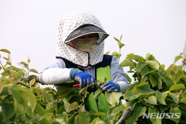 【나주=뉴시스】이창우 기자 = 2일 국내 최대의 배 주산지인 전남 나주 지역에 지난달 개화시기 내습한 꽃샘추위에 의한 저온 현상으로 대규모 '착과 불량' 피해가 우려되고 있는 가운데 생육초기 결실관리 중요성이 커지고 있다. 사진은 배 열매솎기 (적과)작업 장면. 2019.05.02 (사진=나주시 제공) photo@newsis.com