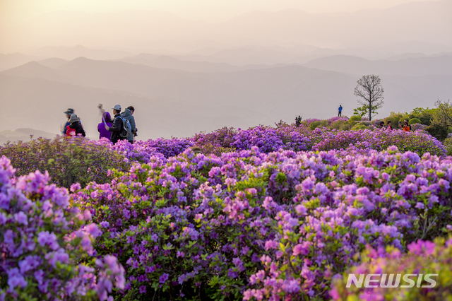 【합천=뉴시스】김기진=지난해 경남 합천군 황매산 철쭉군락지에 철쭉이 흐드러지게 피어 있는 모습.&nbsp; 2019.05.05. (사진=합천군 제공) photo@newsis.com
