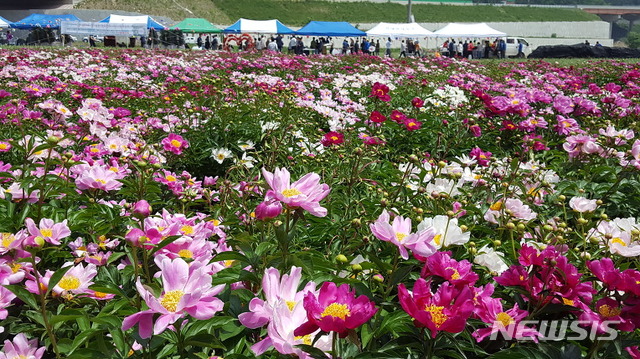 【영천=뉴시스】 이은희 기자= 지난해 영천시 신녕면의 작약꽃 전람회. 2019.05.06. (사진= 영천시 제공)photo@newsis.com 