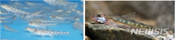 【세종=뉴시스】 멸종위기Ⅰ급 여울마자. 부화 후 10개월(왼쪽)과 성어(오른쪽). 2019.05.08. (사진= 환경부 제공)