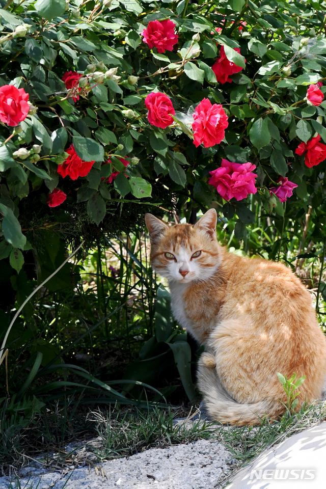 【남해=뉴시스】차용현 기자 = 한 낮 기온이 25도 안팎까지 오르는 등 초여름 날씨를 보인 7일 오후 경남 남해군 남해읍 인근 한 도로에서 고양이 한 마리가 장미가 활짝 핀 화단에 앉아 휴식을 취하고 있다. 2019.05.07. con@newsis.com