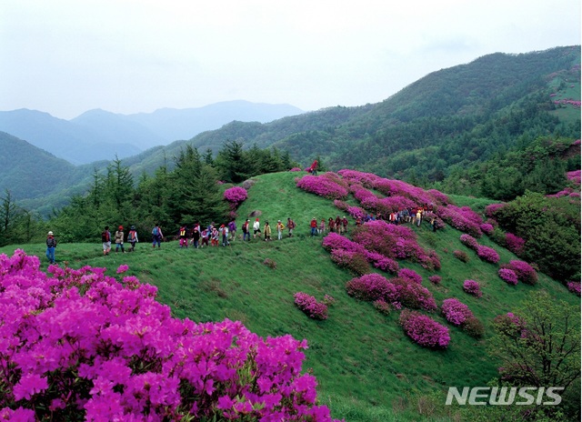 【서울=뉴시스】지리산 바래봉에 만개한 철쭉 (사진=켄싱턴리조트남원 제공)
