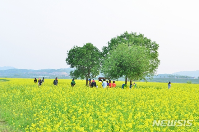  여주 담낭리섬의 유채꽃밭. (사진제공=여주시)