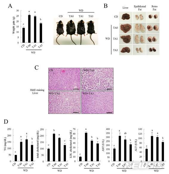 "감·도토리 떫은 맛 탄닌산, 지방간 억제 효과 있다" 