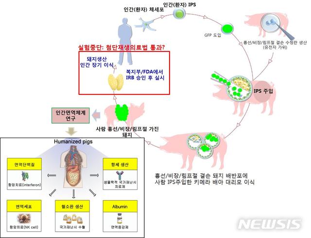 【서울=뉴시스】면역결핍돼지와 인간유도만능줄기세포(iPSC)를 활용한 인간면역체계를 가진 돼지 생산. (사진/건국대 제공) photo@newsis.com