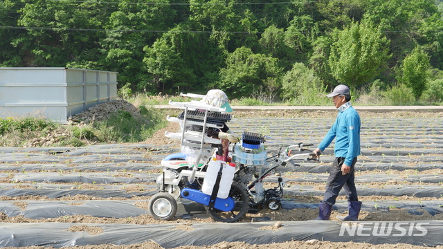 (사진은 15일 화천읍의 한 농가에서 참깨모종을 심는 작업이 한창이다.)