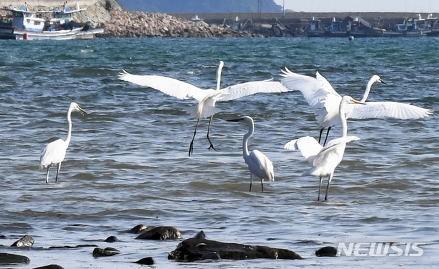 【남해=뉴시스】차용현 기자 = 지난 5월16일 오후 민물과 바닷물이 만나는 경남 남해군 이동면 인근 바닷가에서 백로와 왜가리 등 텃새들이 먹이활동을 하고 있다. 2019.05.16. con@newsis.com