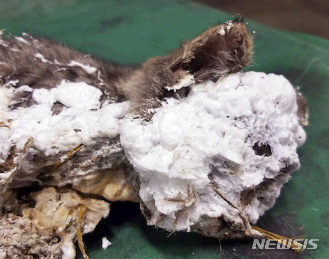 미 청소원, 스프레이 거품에 싸서 버린 고양이 구출 