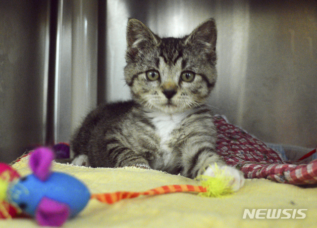 미 청소원, 스프레이 거품에 싸서 버린 고양이 구출 