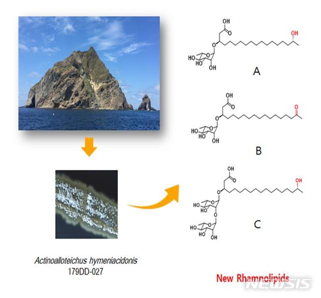 【서울=뉴시스】 독도에서 분리한 'Actinoalloteichus hymeniacidonis 179DD-027'라는 균주에서 3종의 람노리피드 계열의 신물질 독도리피드(Dokdolipids A-C)를 분리하고 구조를 규명. (제공 = 해수부)