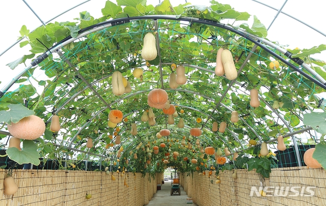 【청주=뉴시스】강신욱 기자 = 20일 충북 청주시 상당구 남일면 청주시농업기술센터 일대 8회 대한민국 도시농업박람회장이 개막 사흘을 앞두고 막바지 준비가 한창이다. 박터널에는 다채로눈 박이 주렁주렁 매달려 있다. 2019.05.20. ksw64@newsis.com 