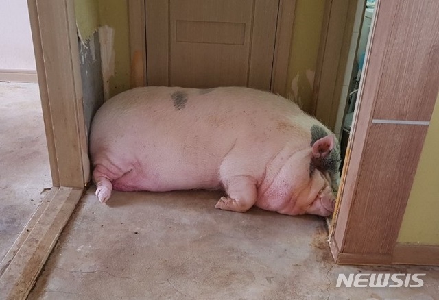  【안동=뉴시스】 김진호 기자 = 아파트 밖으로 구출작전이 시도되고 있는 경북 안동시 한 아파트의 애완용 돼지. 2019.05.20 (사진=독자 제공) photo@newsis.com 