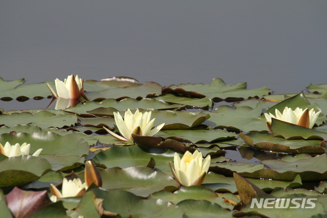 【화천=뉴시스】한윤식 기자 = 절기상 소만인 21일 강원 화천군 하남면 건넌들 속칭 '건넌들' 수생식물 생태공원에 다양한 연꽃들이 꽃망울을 터뜨려 아름다움을 연출하고 있다.2019.05.21. ysh@newsis.com 