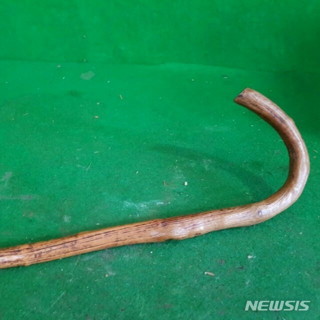 명아주 대로 만든 지팡이 '청려장(靑藜杖)'.