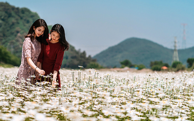 【서산=뉴시스】 권교용 기자 =지난 24일 충남 서산시 운산면 용장천 꽃밭을 찾은 시민들이 만개한 샤스타 데이지를 바라보며 즐거운 시간을 보내고 있다. 운산면사무소는 아름다운 운산만들기 사업으로 약 700m에 샤스타 데이지 꽃밭을 조성했다. 2019.05.24. (사진=서산시청 제공) ggy0119@newsis.com