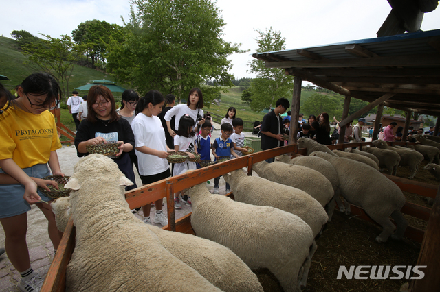 【평창=뉴시스】김경목 기자 = 아동복지시설 청풍복지재단 계명원, 강릉 성요셉해누리 지역아동센터 어린이들과 교사들이 25일 강원 평창군 대관령 양떼목장에서 양들에게 건초를 주는 체험을 통해 즐거움을 찾고 있다. 2019.05.25.  photo31＠newsis.com