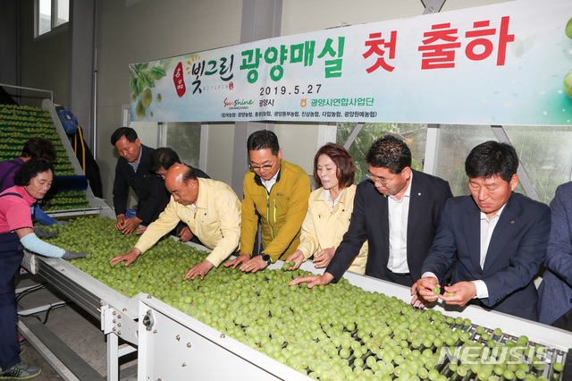 【광양=뉴시스】김석훈 기자 = 27일 전남 광양시 광양동부농협 옥곡지점에서 2019년 광양매실 출하식이 열리고 있다. 2019.05.27. (사진=광양시청 제공)kim@newsis.com 