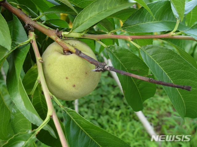 【안동=뉴시스】 잿빛무늬병에 걸려 고사한 복숭아 결과지. 2019.05.27 (사진=경북도 제공)