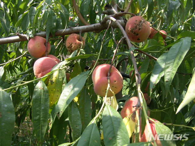 【안동=뉴시스】 세균구멍병에 감염된 복숭아. 2019.05.27 (사진=경북도 제공) 