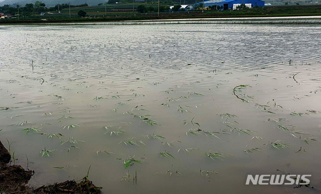 【진도=뉴시스】 신대희 기자 = 시간당 최대 24㎜의 비가 쏟아지고 순간 최대 풍속이 21.6㎧에 이른 전남 진도군 고군면에서 모내기를 마친 논 5ha가 침수됐다. 2019.05.27. (사진 = 독자 제공) photo@newsis.com