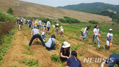 【서울=뉴시스】서울 성동구 무학중학교는 지난 3일부터 강원도 양구를 방문해 학부모와 자녀가 함께하는 농촌체험 및  봉사활동을 진행하고 있다. 2019.05.28. (사진=성동구 제공)