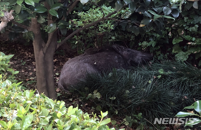 【부산=뉴시스】 30일 오전 5시 36분께 부산 동래구 온천동의 한 주택 마당에 길이 1.3m, 무게 100㎏에 달하는 대형 멧돼지 1마리가 침입, 경찰이 실탄 20발과 공포탄 2발을 쏴 사살했다. 2019.05.30. (사진=부산소방재난본부 제공)photo@newsis.com 
