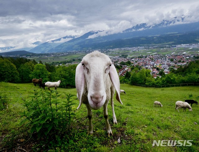 [원추 오늘의운세]양띠, 편식하지 마세요